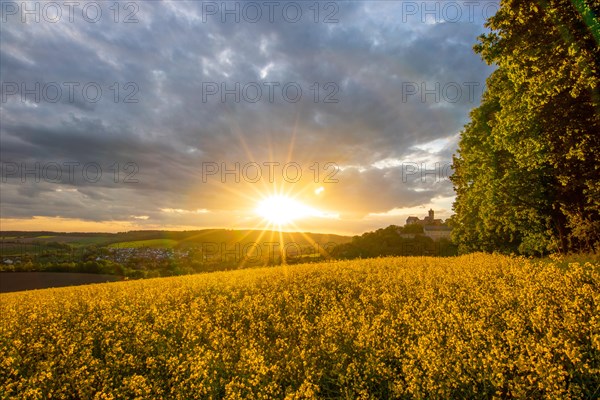 Landscape at sunrise. Beautiful morning landscape with fresh yellow rape fields in spring. Small