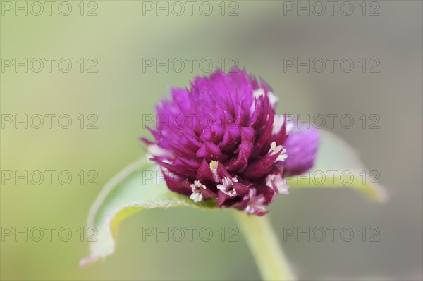 Globe amaranth (Gomphrena globosa), flowers, medicinal plant, ornamental plant, North