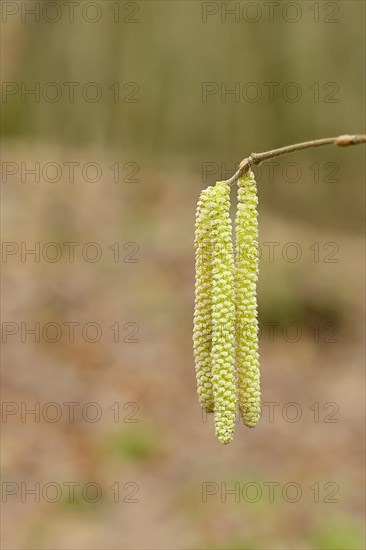 Common hazels (Corylus avellana), twig with male hazelnut blossoms, allergy, pollen, North