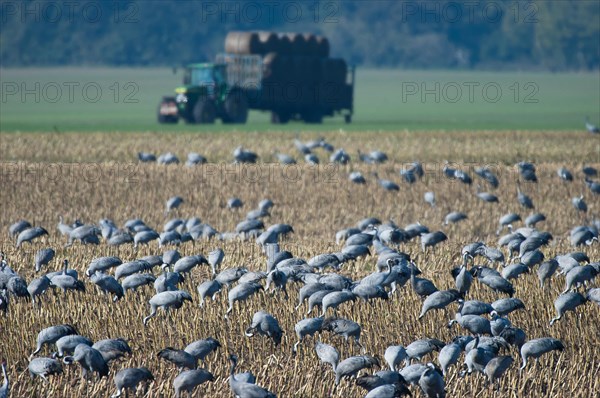 Cranes (grus grus) foraging in a harvested maize field, Hohendorf crane resting site on the Darss