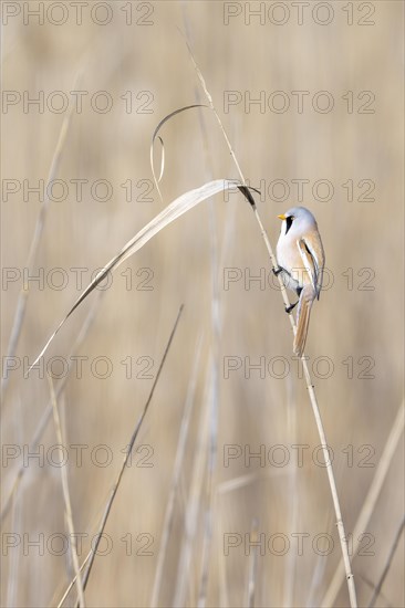 Bearded reedling (Panurus biarmicus), male, sitting in the reeds, Lake Neusiedl-Seewinkel National