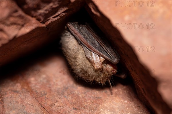 Brown long-eared bat (Plecotus auritus), hibernating in a cave, North Rhine-Westphalia, Germany,