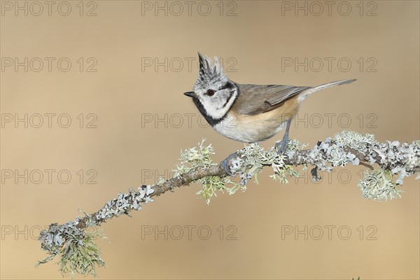 Crested tit (Lophophanes cristatus), sitting on a branch overgrown with reindeer lichen (Cladonia