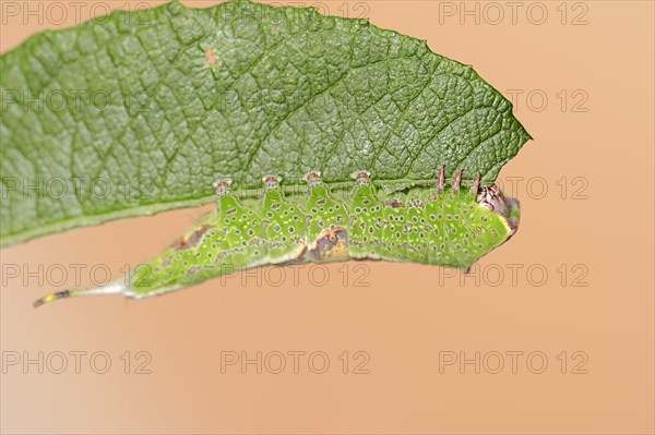 Sallow kitten moth (Furcula furcula), caterpillar feeding on a leaf, North Rhine-Westphalia,