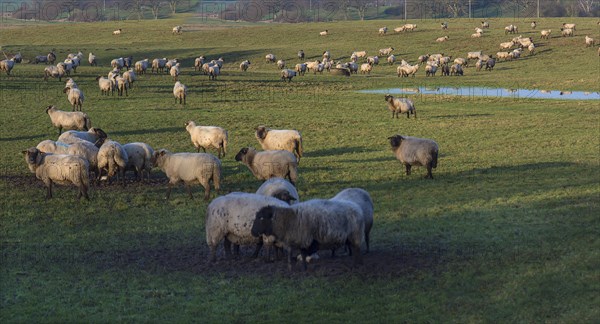 Black-headed domestic sheep (Ovis gmelini aries) on pasture, Mecklenburg-Western Pomerania,