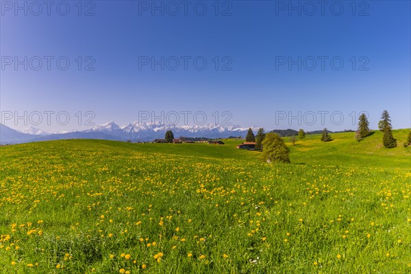 Common dandelion (Taraxacum sect. Ruderalia) in spring, meadow near Rieden am Forggensee,