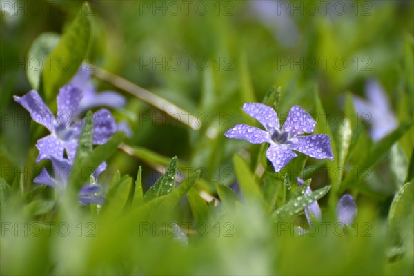 Lesser periwinkle (Vinca minor) in early spring in the forest of the Hunsrueck-Hochwald National