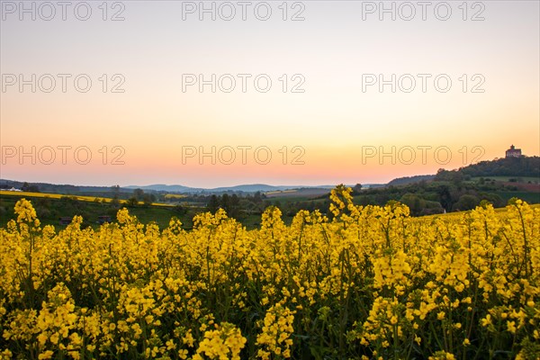 Landscape at sunrise. Beautiful morning landscape with fresh yellow rape fields in spring. Small