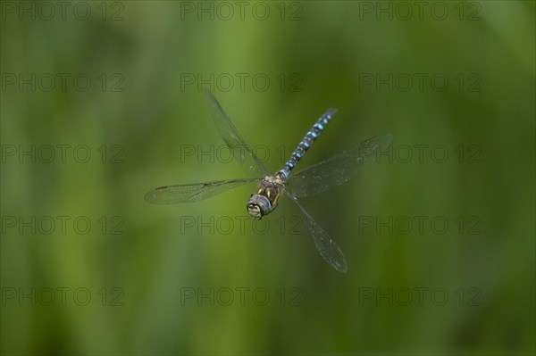 Migrant hawker dragonfly (Aeshna mixta) adult in flight in summer, Suffolk, England, United