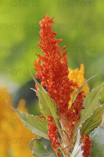 Plumose celosia (Celosia argentea var. plumosa), inflorescence, ornamental plant, North