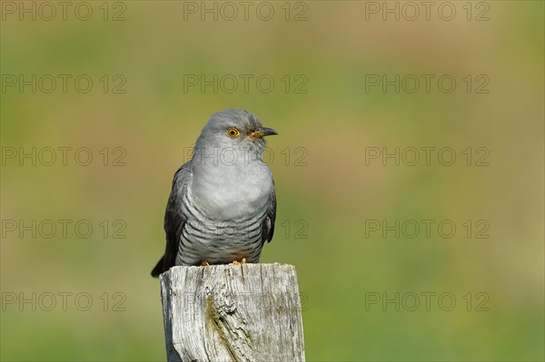 Common cuckoo (Cuculus canorus), male sitting on post of a pasture fence, animal portrait,