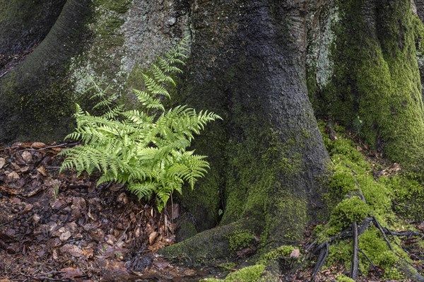Lady fern (Athyrium filix-femina) at the foot of a copper beech (Fagus sylvatica), Emsland, Lower