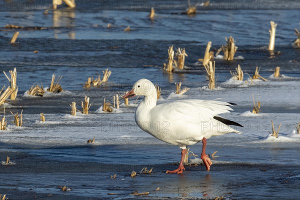 Snow goose (Anser caerulescens), adult walking on a frozen marsh, Lac Saint-Pierre Biosphere