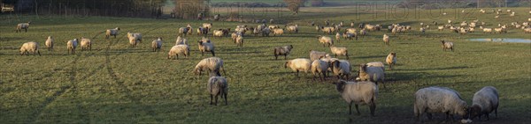 Black-headed domestic sheep (Ovis gmelini aries) on pasture, Mecklenburg-Western Pomerania,