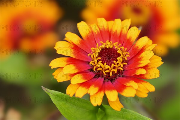Zinnia 'Sombrero' (Zinnia elegans, Zinnia violacea), flower, ornamental plant, North
