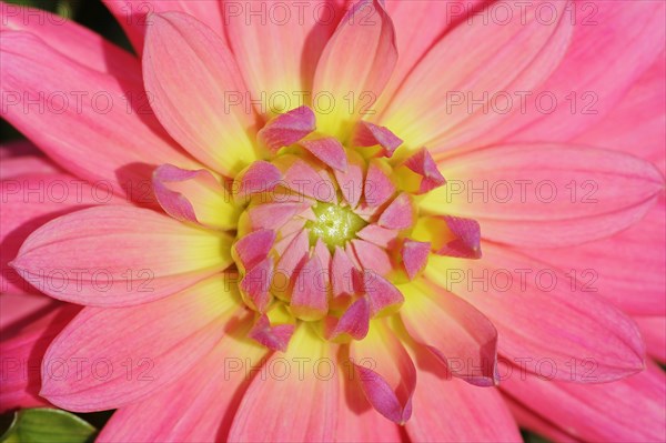 Dahlia 'Satellite' (Dahlia Hybride), detail of flower, ornamental plant, North Rhine-Westphalia,