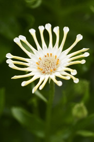 Cape daisy or Bornholm daisy 'Soprano Vanilla Spoon' (Dimorphotheca ecklonis, Osteospermum