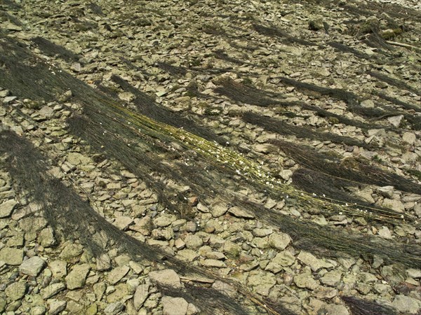 Flooding buttercup, Ranunculus fluitans, Danube seepage near Immendingen, Tuttlingen district,