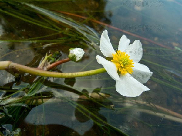 Flooding buttercup, Ranunculus fluitans, Danube seepage near Immendingen, Tuttlingen district,