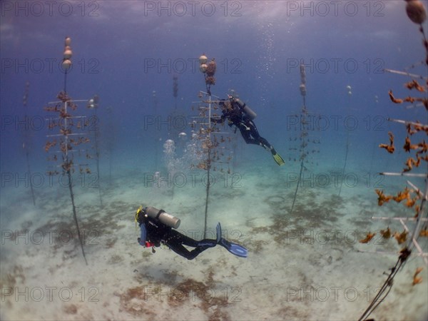 Coral farming. Divers clean the racks on which young specimens of elkhorn coral (Acropora palmata)