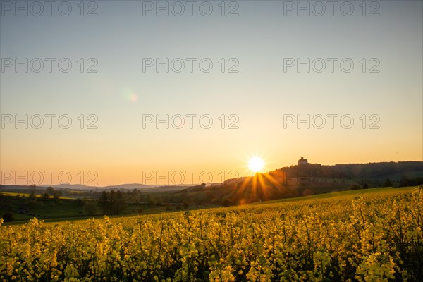Landscape at sunrise. Beautiful morning landscape with fresh yellow rape fields in spring. Small