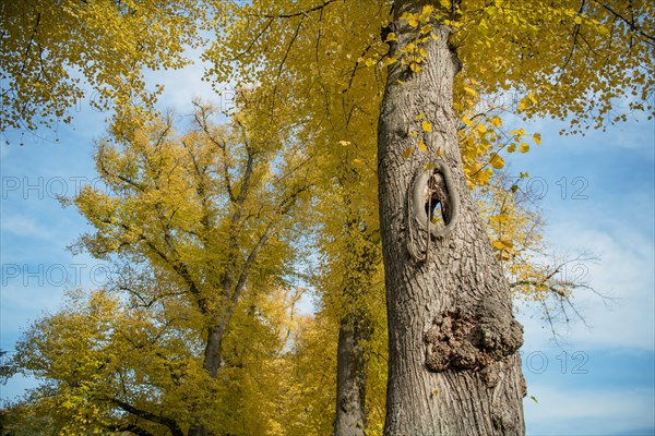 Deadwood structure Cave on avenue tree, cave runs through the entire tree, important habitat for