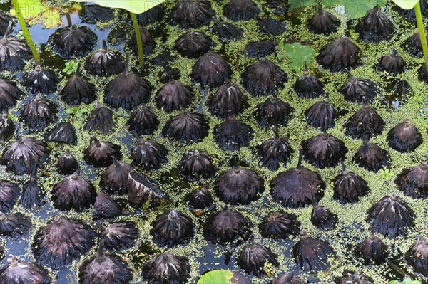 Fallen seed heads of white lotus (Nelumbo) in the water in the Parc Floral et Tropical de la Court