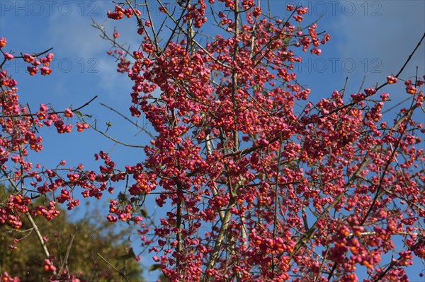 Flowering european spindle (Euonymus europaeus), also known as common monkshood, Middle Franconia,