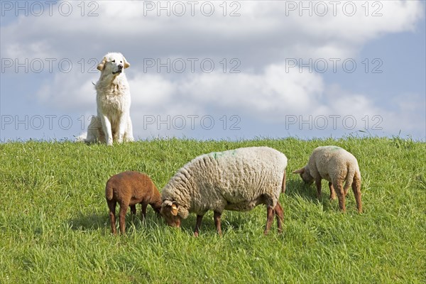 Livestock guarding dog guarding sheep, shepherd dog, lambs, Elbe dyke near Bleckede, Lower Saxony,