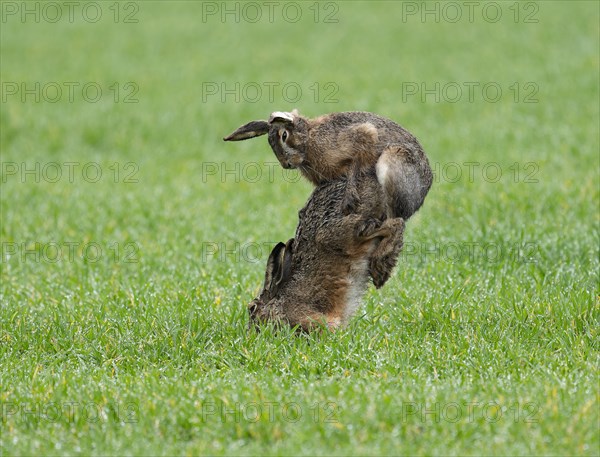 European hare (Lepus europaeus), mating, copula on a grain field, after mating the female hare