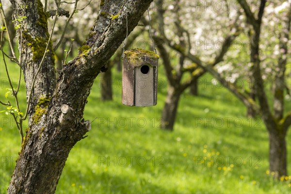 Nesting box for songbirds, meadow orchard, flowering apple trees, Baden, Wuerttemberg, Germany,