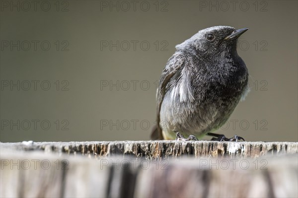 Black redstart (Phoenicurus ochruros), young bird, sitting on a tree trunk, Stuttgart,