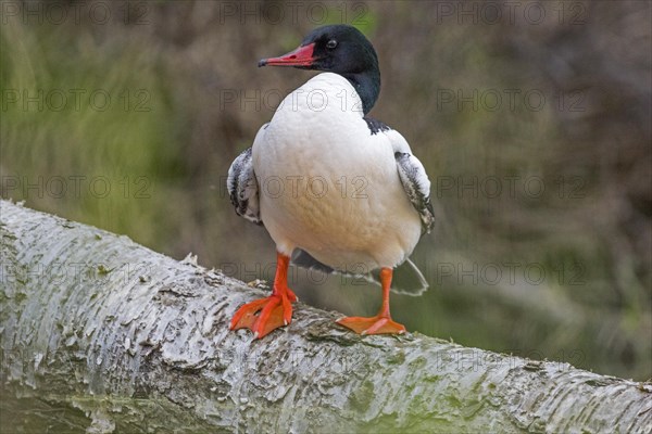 Common merganser (Mergus merganser), male perched on a fallen birch tree La Mauricie national park,