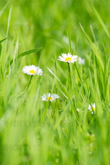 Several flowers of daisies (Bellis perennis), also known as perennial daisy, perennial daisy,