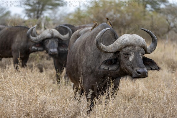 African buffalo (Syncerus caffer caffer) with yellowbill oxpecker (Buphagus africanus), group in