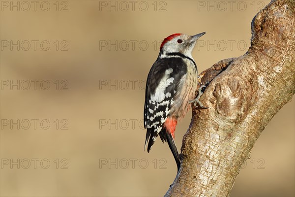 Middle spotted woodpecker (Dendrocopos medius) sitting at a water pot in a tree trunk, Animals,