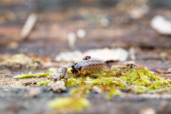 Western six-striped sapsucker (Glomeris intermedia), crawling over moss in the Reinhardswald,