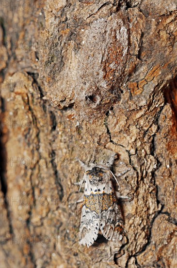 Sallow kitten moth (Furcula furcula), freshly hatched butterfly and cocoon, North Rhine-Westphalia,