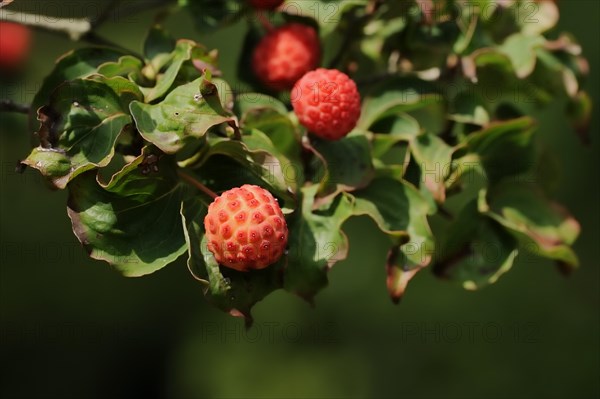 Japanese flowering dogwood (Cornus kousa), fruit, native to Asia, ornamental plant, North