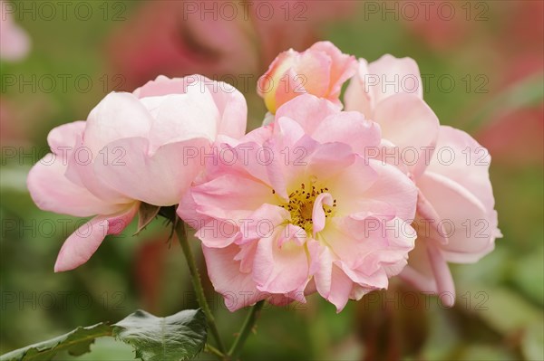 Garden rose or rose 'Nymphenburg' (Rosa hybrida), flowers, ornamental plant, North