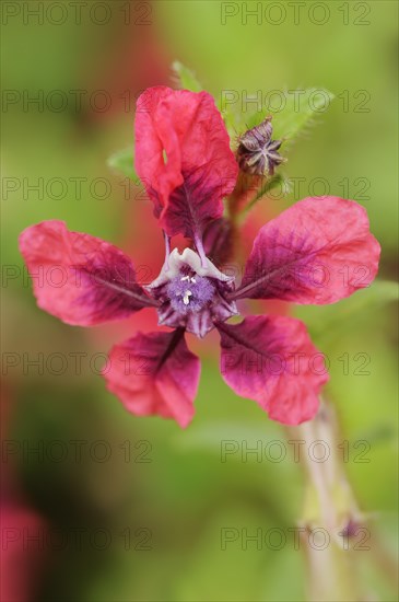 Cuphea 'Vienco Burgundy' (Cuphea llavea), flower, ornamental plant, North Rhine-Westphalia,