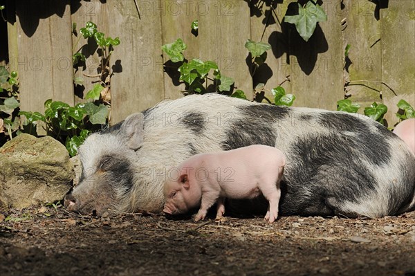 Goettingen minipig (Sus scrofa f. domestica), sow and piglet, North Rhine-Westphalia, Germany,