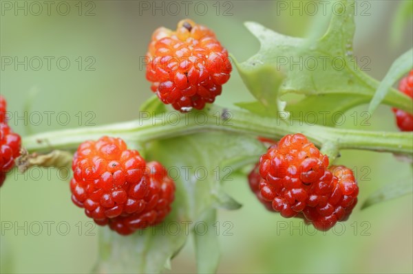 Strawberry spinach (Chenopodium foliosum, Blitum virgatum), fruit, vegetable and ornamental plant,