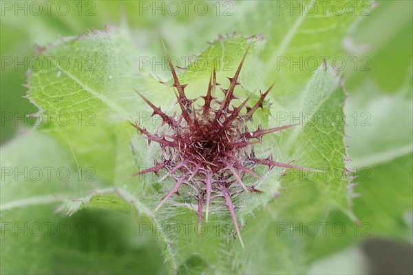 Benedict's weed (Centaurea benedicta, Cnicus benedictus), flower bud, medicinal plant, North