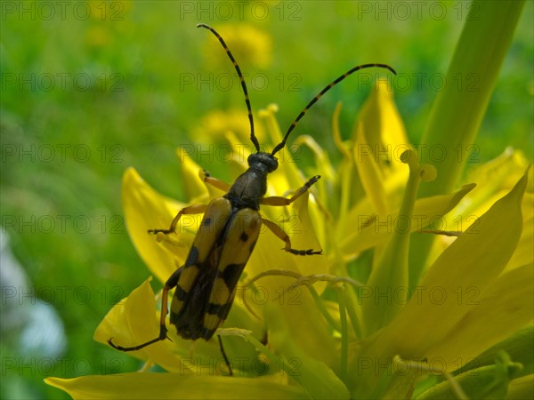 Yellow gentian, Gentiana lutea, large poplar ram, Saperda carcharias, Ursental, Tuttlingen,