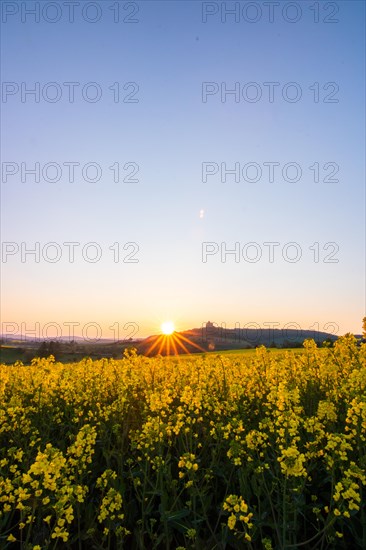 Landscape at sunrise. Beautiful morning landscape with fresh yellow rape fields in spring. Small