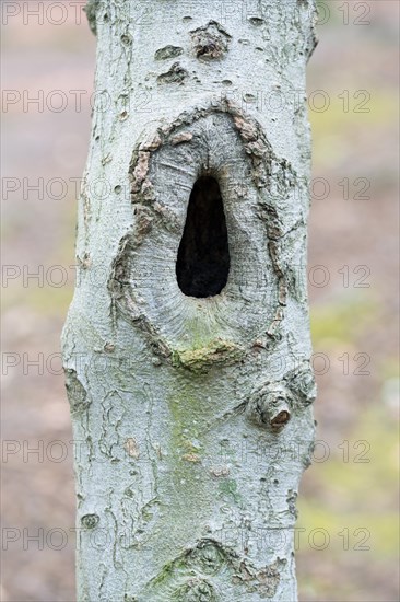 Deadwood structure Cave in deciduous forest, small cave on thin trunk, important habitat for