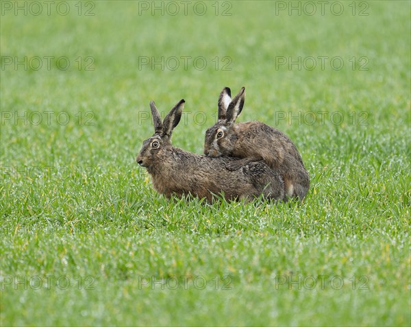 European hare (Lepus europaeus), mating, copula on a grain field, wildlife, Thuringia, Germany,