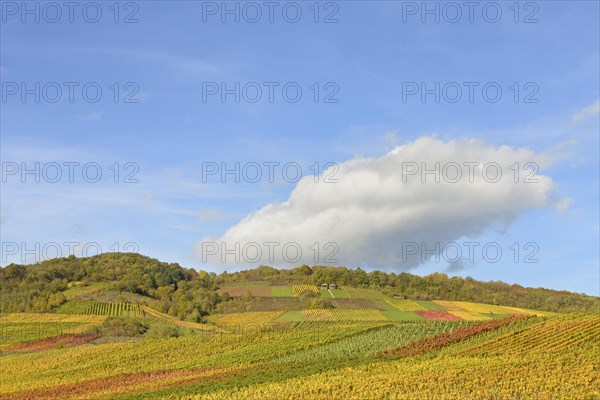 View of autumnal vineyards on the Roemerberg, Roman burial chamber, blue cloudy sky, wine village