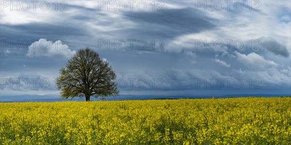 Lime tree (Tilia) on the Hoedinger Berg, Hoedingen, Lake Constance district, Upper Swabia,